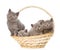 Group british shorthair kittens in basket. isolated