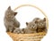 Group british shorthair kittens in basket. isolated