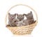 Group british shorthair kittens in basket. isolated