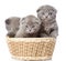 Group british shorthair kittens in basket. isolated on white