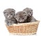 Group british shorthair kittens in basket. on white