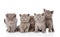 Group british shorthair kittens looking at camera. isolated on w