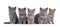 Group British Shorthair kittens on white background