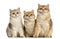 Group of British shorthair sitting in a row,