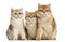 Group of British shorthair sitting in a row,