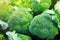 Group Of Broccoli Heads on trays in supermarket, healthcare, die