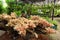 Group of Bromeliad in the garden