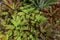 Group of Bromeliad Neoregelia in plant store