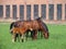 Group of brown adult horses and foal feeding not far from the farm