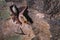 A group of brown bats sleeps on the ceiling of a rock cave. Wild little bats of the North Caucasus