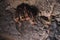 A group of brown bats sleeps on the ceiling of a rock cave. Wild little bats of the North Caucasus