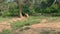 A Group of Brown Bears From Aerial