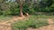 A Group of Brown Bears From Aerial