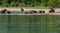 Group of brown bears with offspring on the shore of Kurile Lake.