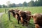 Group of brown bulls in a farmland