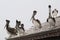 Group of brown California pelicans, fishing pier