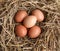 Group of brown chicken eggs on straw bird nest