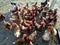 Group of brown chickens waiting for water