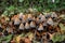 Group of brown `Conocybe` mushrooms with long, thin stipe and narrow riffled caps