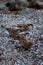 Group of Brown feather sparrows perched on a sea rocks. Little bird. Small sparrow. Urban bird. Wild bird