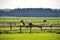 A group of brown horses are grazing behind the green grass fied