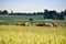 A group of brown horses are grazing behind the green grass fied