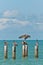 Group of brown pelicans sitting or standing on wood pilings with one landing