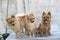 Group of brown pomeranians