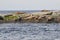 Group of brown seals lounging around on a large rock over a lake