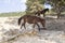 Group of brown small horses of the highlands in the green forest in the safari park Aytana, Spain