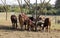 Group of brown Watusi Cows