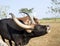 Group of brown Watusi Cows