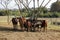 Group of brown Watusi Cows