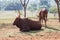 Group of brown Watusi Cows in the farm at Chiang Rai