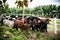 A group of brown, white and black cows and bulls inside a corral