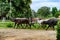 A group of brown, white and black cows and bulls walking to a corral