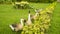 A group of brown and white feather goose walking on green lawn in the beautiful garden, they are a large waterbird with long neck