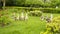 A group of brown and white feather goose walking on green lawn in the beautiful garden, they are a large waterbird with long neck