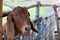 A group of brown and white goats in a goat farm