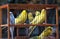 group of budgies in a cage at a bird show in Ukraine