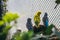 Group of budgies resting on top of a rock