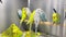 A group of budgies sits in a glass cage in a pet store. Beautiful multicolored parrots