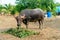 A group of buffalo  and crow that are eating grasses in the green farm at country side and eating some food