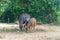 A group of buffalo  and crow that are eating grasses in the green farm at country side and eating some food