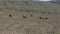 A group of buffalo grazing in a field near savannah hill