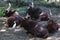 A group of buffalo is resting.