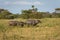 A group of buffalo on their natural habitat, Savanna Bekol, Baluran. aluran National Park is a forest preservation area that