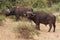 Group of Buffalo in tsavo National Park, Kenya