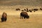 Group of Buffalo in Yellowstone National Park