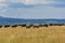 Group of buffaloes and cows on the green field.